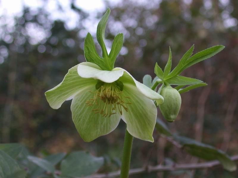 Helleborus viridis sl.